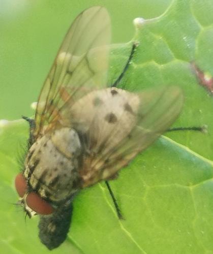Helina sp.